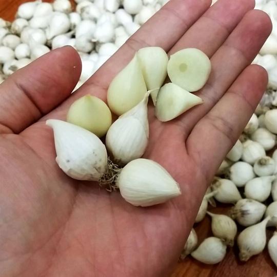 tỏi cô đơn Myanmar