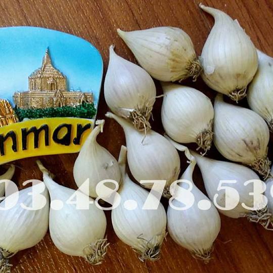 Tỏi Cô Đơn Myanmar