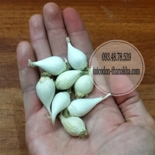 Tỏi Cô Đơn Myanmar