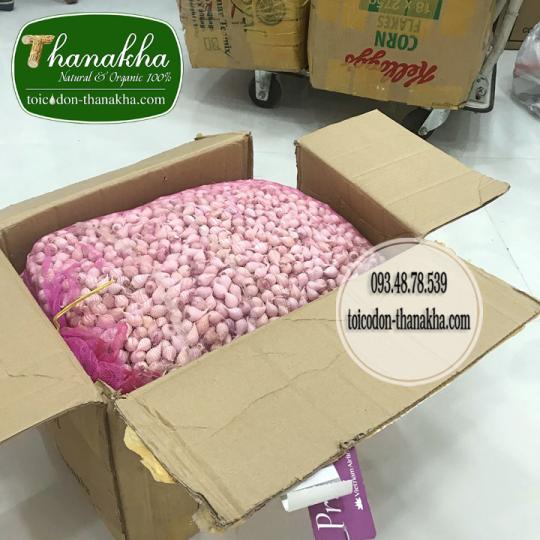 tỏi cô đơn Miến Điện