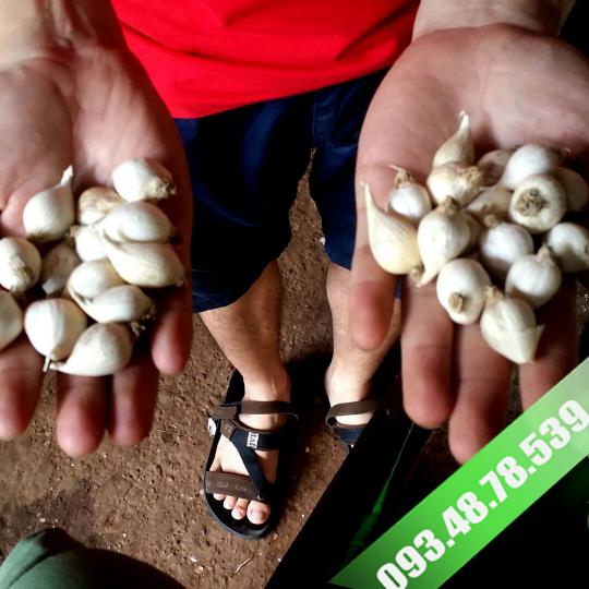 Tỏi Cô Đơn Myanmar