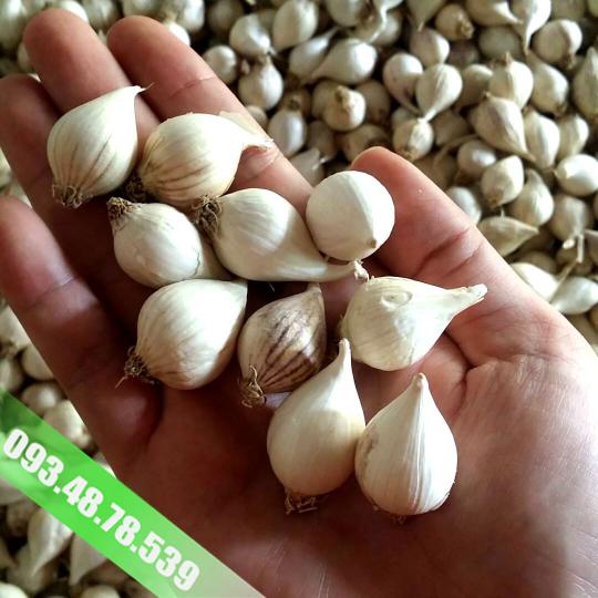 Tỏi Cô Đơn Myanmar