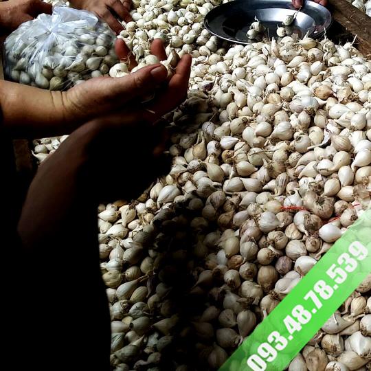 Tỏi Cô Đơn Myanmar