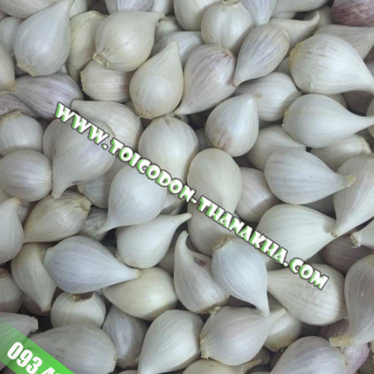 Tỏi Cô Đơn Lý Sơn