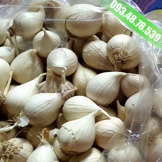 tỏi 1 nhánh