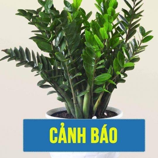 Cây Kim phát tài có chứa độc tố và rất nguy hiểm đối với trẻ nhỏ